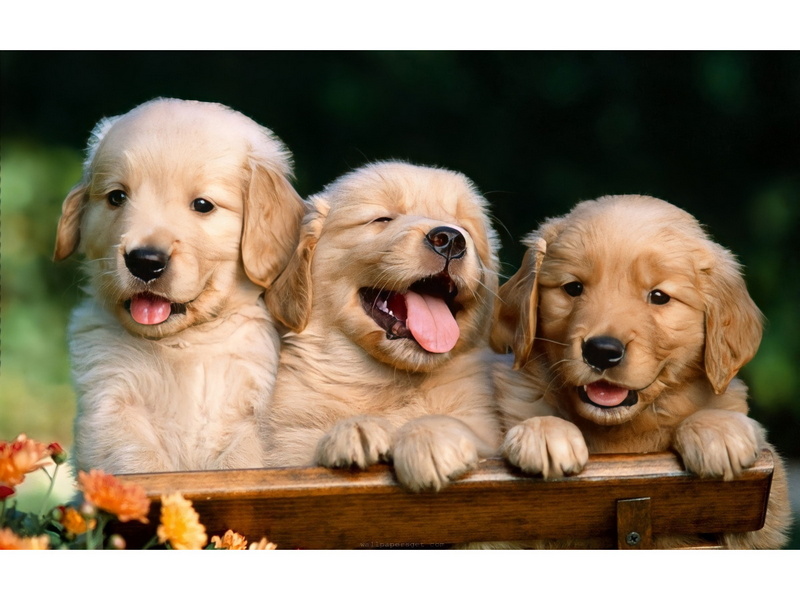 Холст с красками 40х50 см по номерам. ТРИ ЩЕНКА