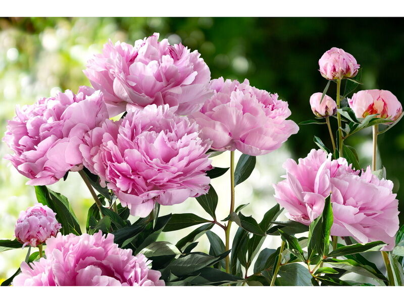 Холст с красками 40х50 см по номерам. РАСПУСТИВШИЕСЯ РОЗОВЫЕ ПИОНЫ