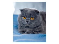 77067 [НД-0519]Алмазная мозаика 30х40 см ПУШИСТЫЙ БРИТАНЕЦ (с подр., с полн. заполн., класс.)