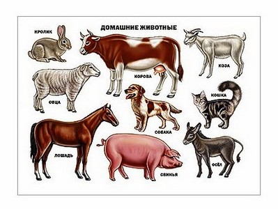 ПЛАКАТ. ДОМАШНИЕ ЖИВОТНЫЕ