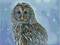 Алмазная мозаика 30х40 см СЕРАЯ СОВА (с подр., с полн. заполн., класс.) 0
